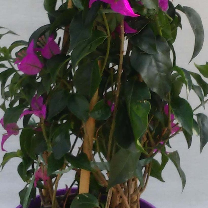 Bougainvillier glabra Sanderiana (Foliage)