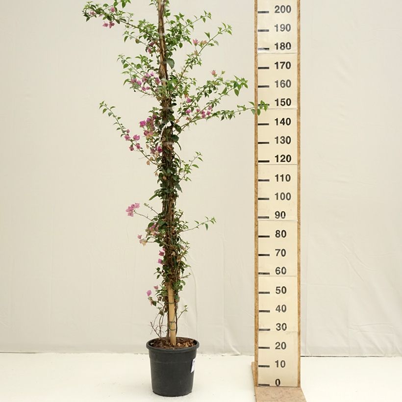 Example of Bougainvillier glabra Sanderiana Pot de 12L/15L as you get in printemps