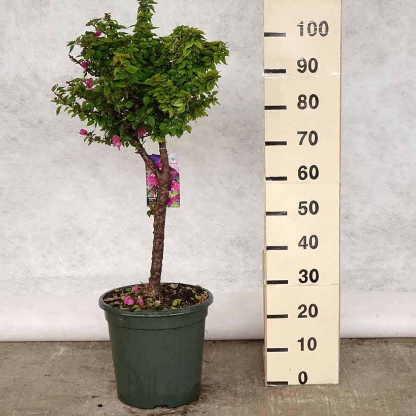 Example of Bougainvillier Mini Thaï Pot de 12L/15L, Tige de 60 cm as you get in printemps