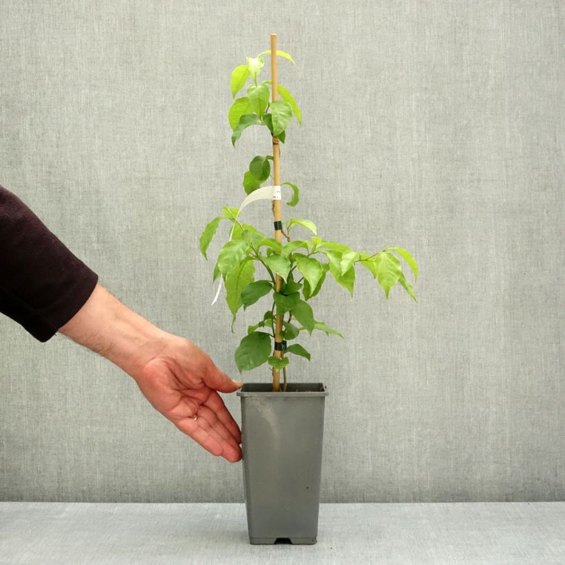 Spécimen de Bougainvillier Violet de Mèze Pot de 1,5L/2L tel que livré au printemps