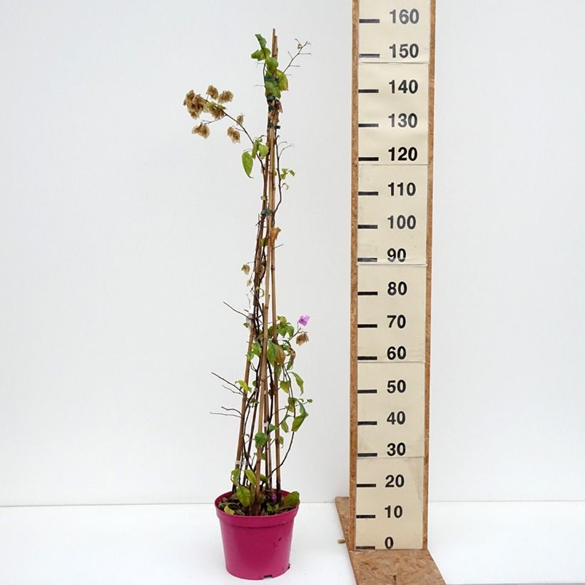 Spécimen de Bougainvillier Violet de Mèze Pot de 7,5L/10L tel que livré en automne