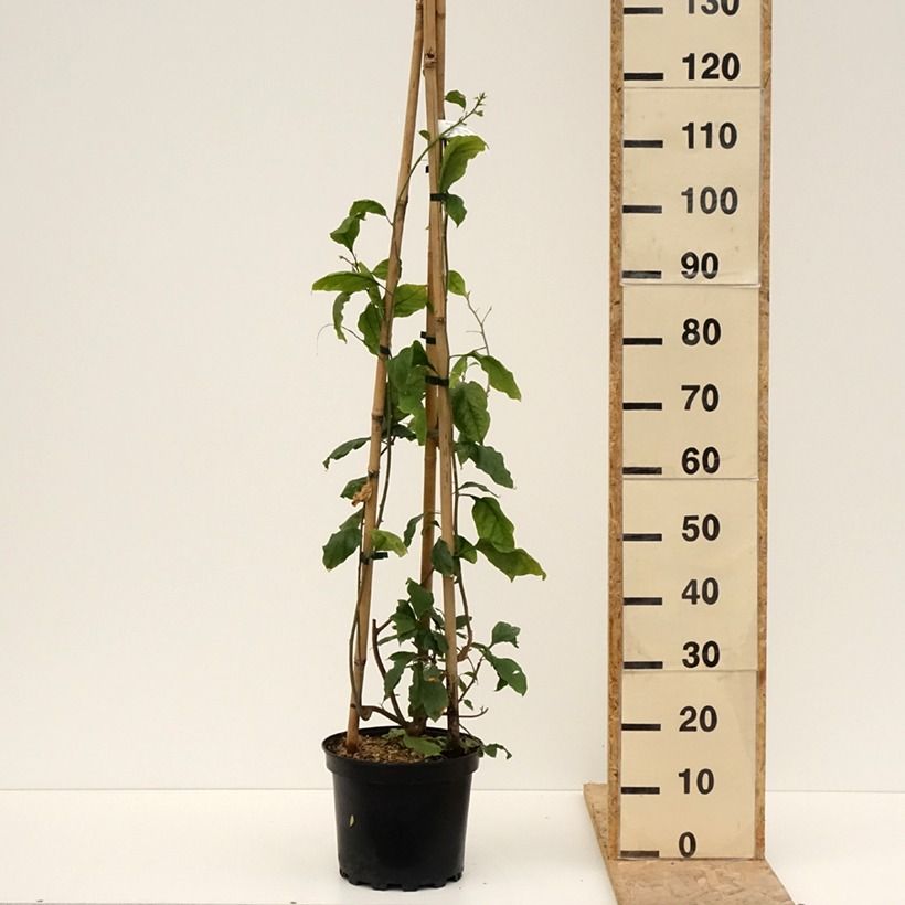 Example of Bougainvillier Violet de Mèze Pot de 7,5L/10L as you get in printemps