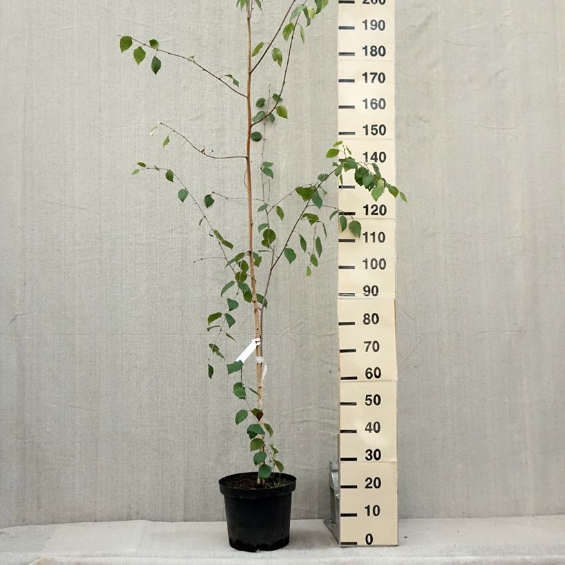 Spécimen de Bouleau de l'Himalaya - Betula utilis jacquemontii Pot de 4L/5L tel que livré en été