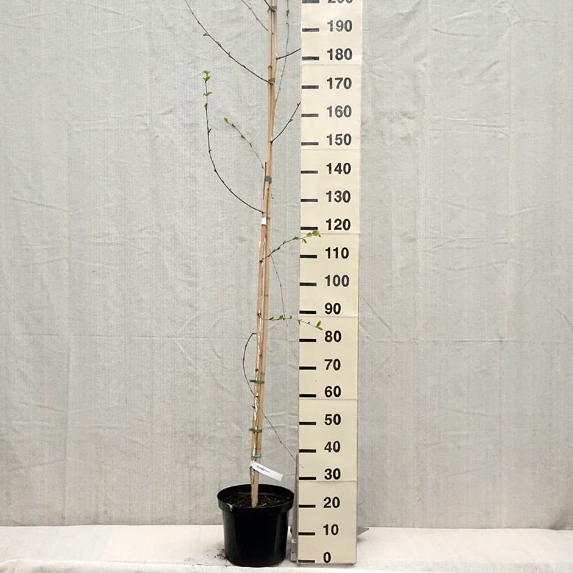 Example of Bouleau de l'Himalaya - Betula utilis jacquemontii Pot de 4L/5L as you get in printemps
