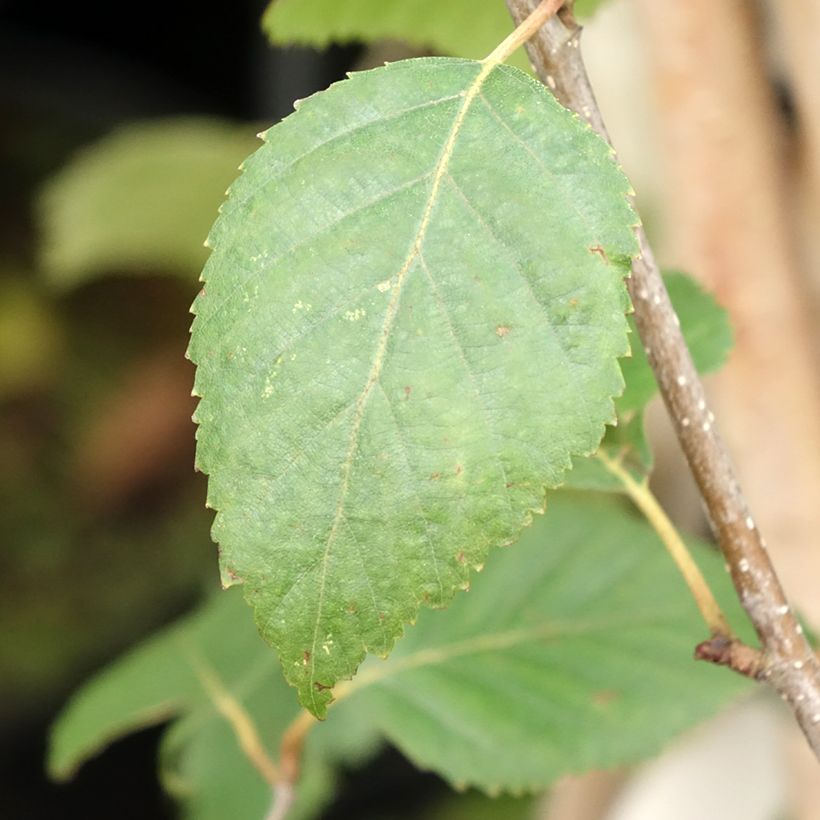 Bouleau de l'Himalaya - Betula utilis jacquemontii (Foliage)