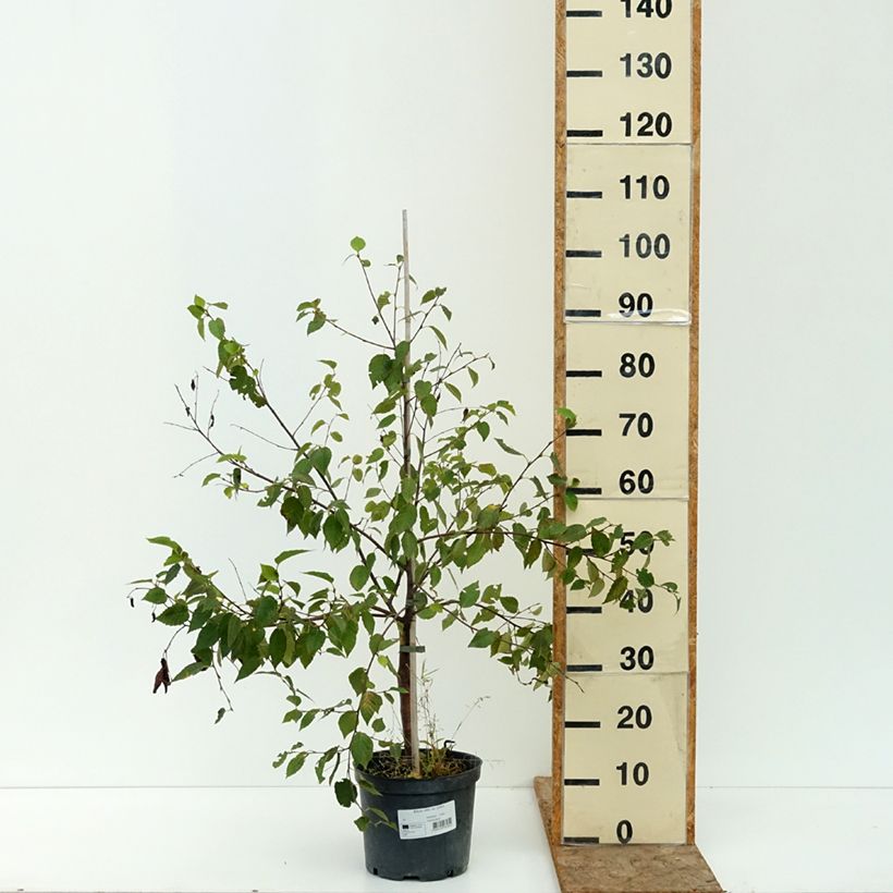 Spécimen de Bouleau de l'Himalaya - Betula utilis var. prattii Pot de 4L/5L tel que livré en été