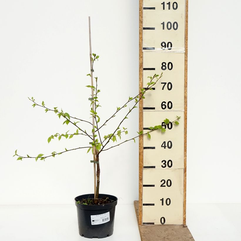 Spécimen de Bouleau de l'Himalaya - Betula utilis var. prattii Pot de 4L/5L tel que livré au printemps