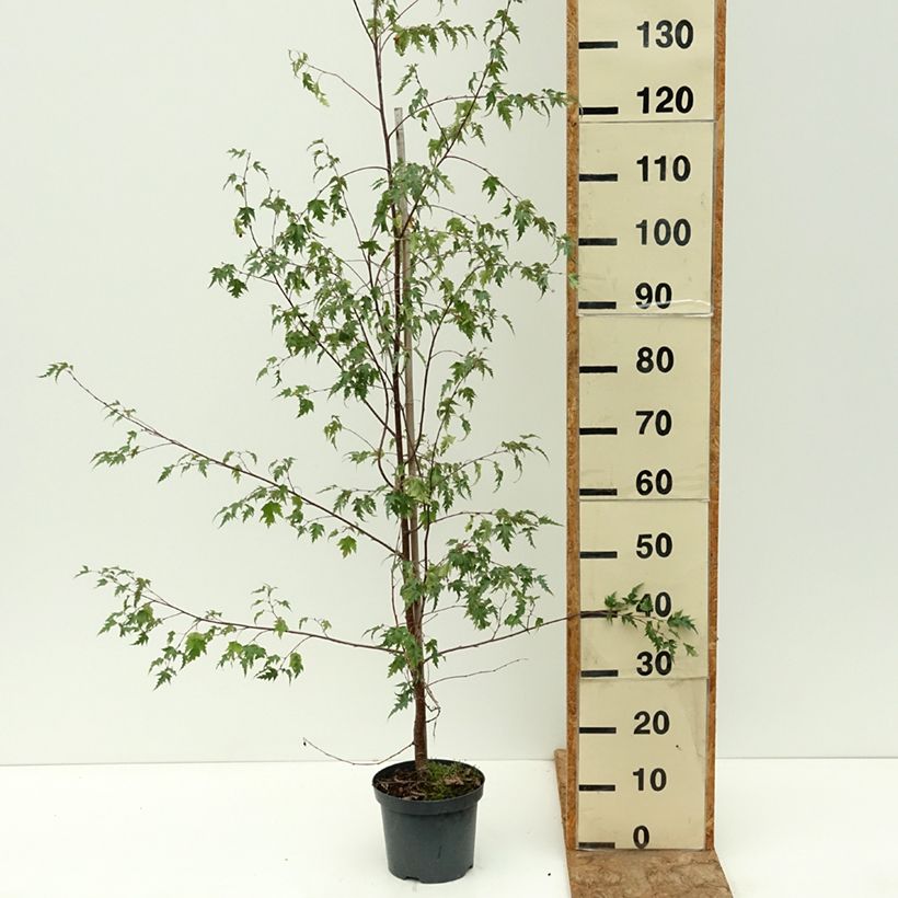Spécimen de Bouleau pleureur - Betula pendula Crispa Pot de 2L/3L tel que livré en été