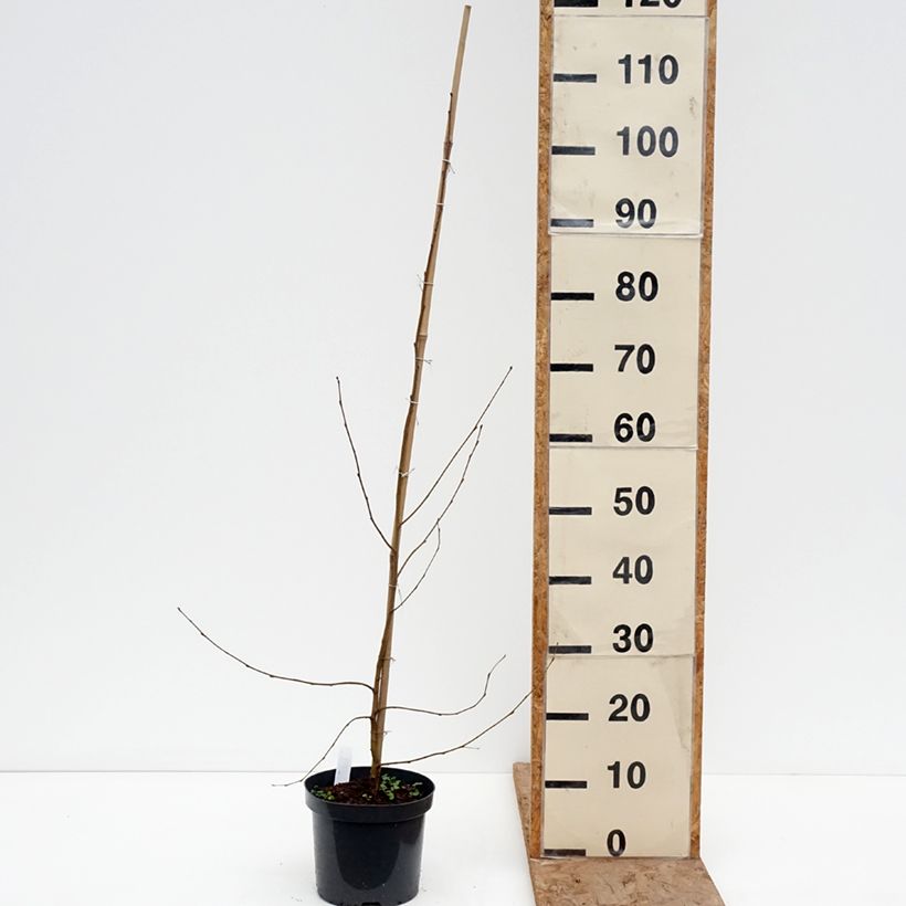 Example of Bouleau pleureur - Betula pendula Crispa Pot de 2L/3L as you get in hiver
