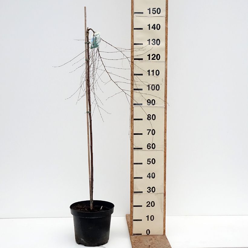 Example of Bouleau pleureur - Betula pendula Gracilis Pot de 4L/5L, Tige as you get in hiver
