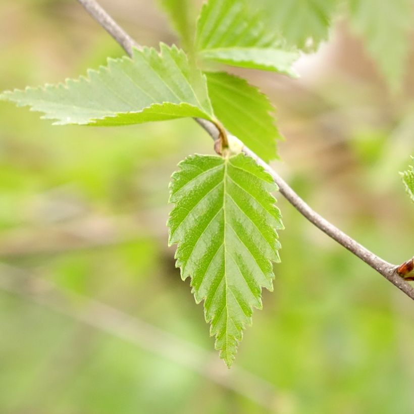 Bouleau pleureur - Betula pendula Long Trunk (Foliage)