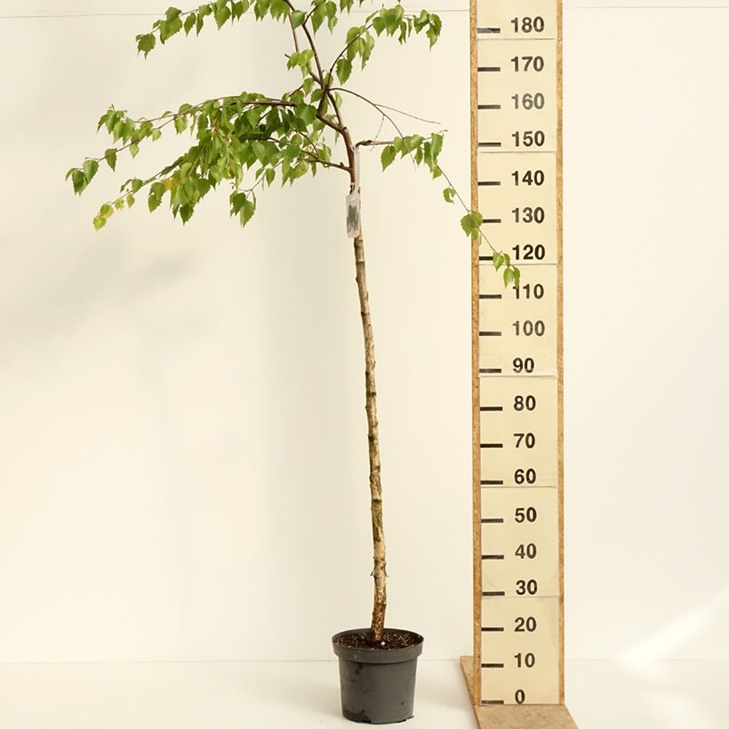 Example of Bouleau pleureur - Betula pendula Long Trunk Pot de 7,5L/10L, Tige, Tige de 125 cm as you get in printemps