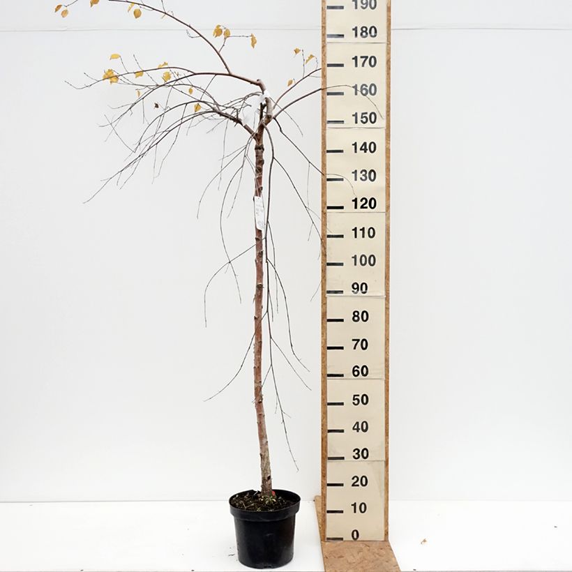 Spécimen de Bouleau pleureur - Betula pendula Long Trunk Pot de 7,5L/10L, Tige, Tige de 125 cm tel que livré en automne