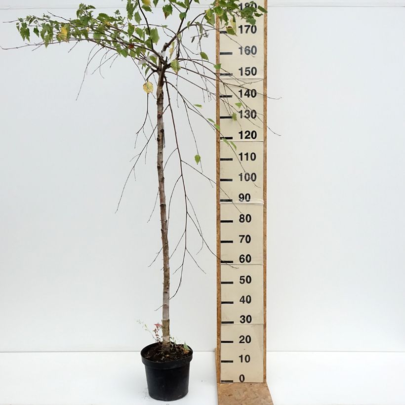 Spécimen de Bouleau pleureur - Betula pendula Long Trunk Pot de 7,5L/10L, Tige, Tige de 125 cm tel que livré en été