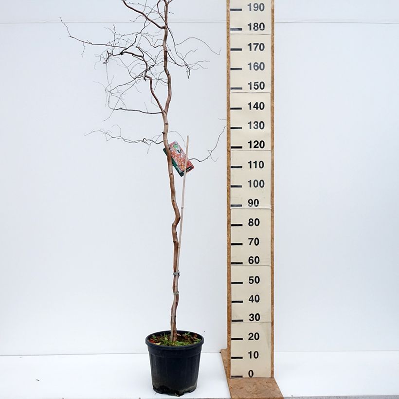 Spécimen de Bouleau tortueux - Betula pendula Spider Alley Pot de 12L/15L tel que livré en automne