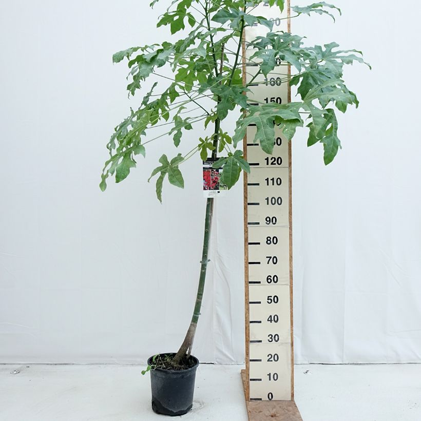 Spécimen de Brachychiton acerifolius Pot de 7,5L/10L tel que livré en automne
