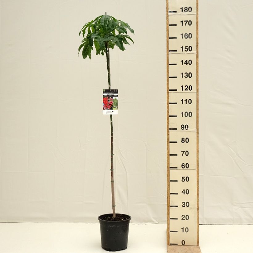 Example of Brachychiton acerifolius Pot de 7,5L/10L as you get in printemps