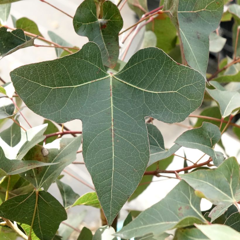 Brachychiton populneus - Kurrajong (Feuillage)