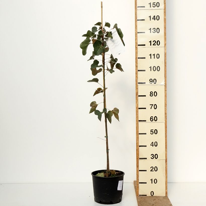 Example of Brachychiton populneus - Kurrajong Pot de 7,5L/10L as you get in hiver