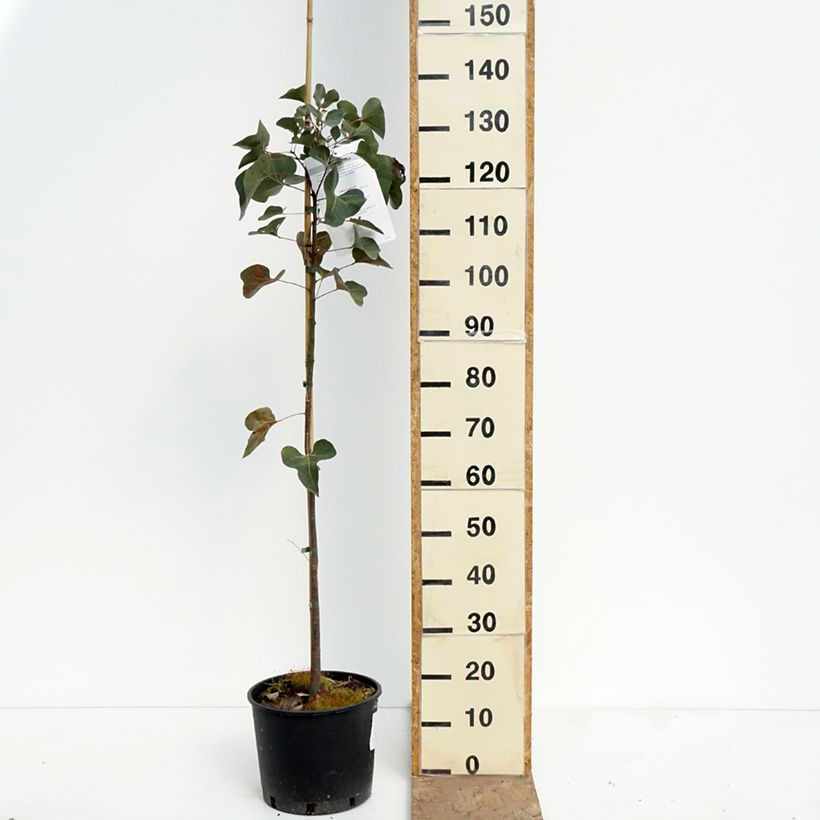 Spécimen de Brachychiton populneus - Kurrajong Pot de 7,5L/10L tel que livré au printemps