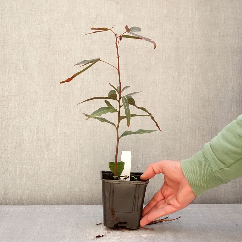 Spécimen de Brachychiton rupestris - Arbre-bouteille rupestre Pot de 1L/1,5L tel que livré en hiver