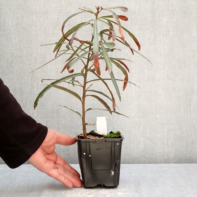 Spécimen de Brachychiton rupestris - Arbre-bouteille rupestre Pot de 1L/1,5L tel que livré au printemps