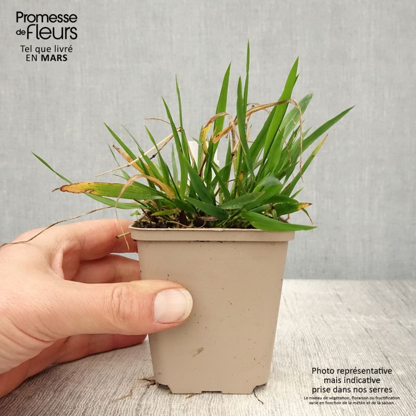 Example of Brachypodium sylvaticum - Brachypode des bois Godet de 8/9 cm as you get in printemps