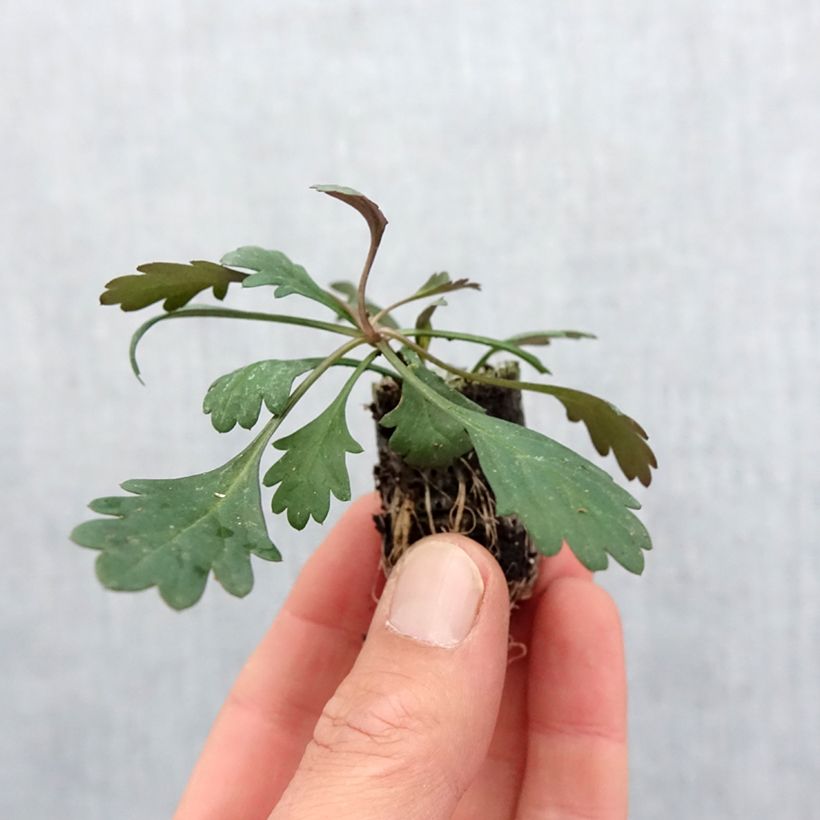 Example of Brachyscome Fresco Bright Pink Mini-motte Ø 3/4 cm as you get in printemps