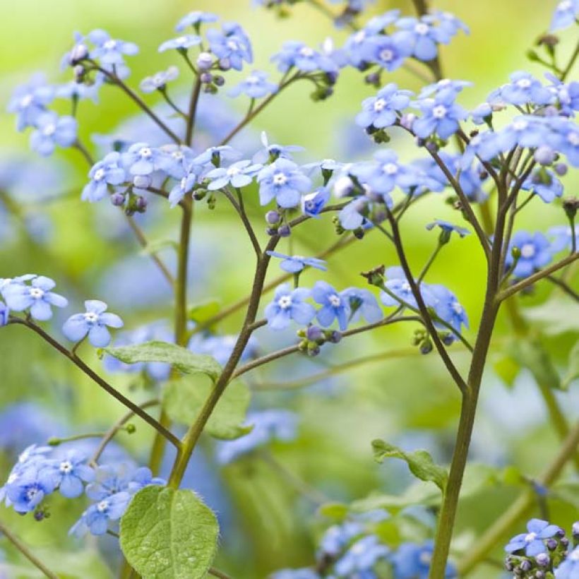 Brunnera macrophylla - Myosotis du Caucase (Flowering)