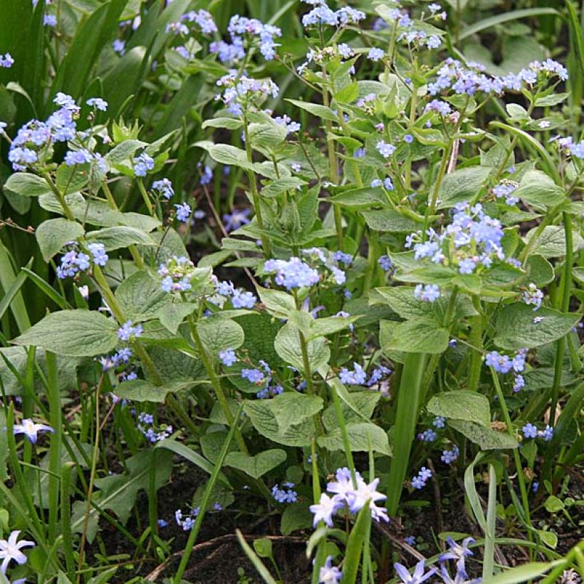 Brunnera macrophylla - Myosotis du Caucase (Plant habit)
