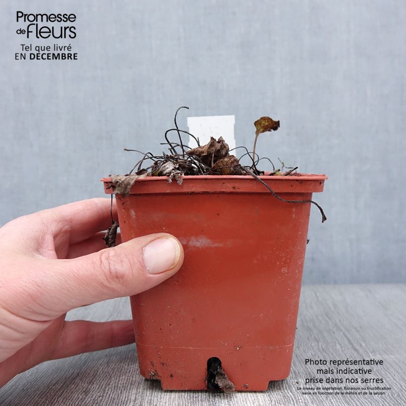 Spécimen de Brunnera macrophylla Jack of Diamonds - Myosotis du Caucase Pot de 1L/1,5L tel que livré en automne
