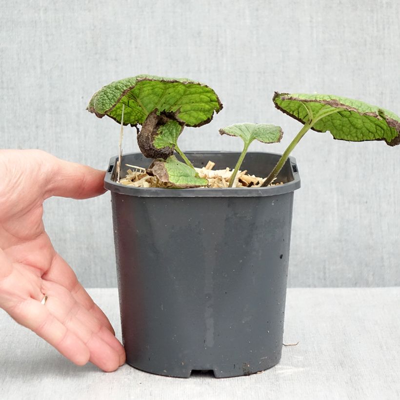 Spécimen de Brunnera macrophylla - Myosotis du Caucase Pot de 2L/3L tel que livré en automne