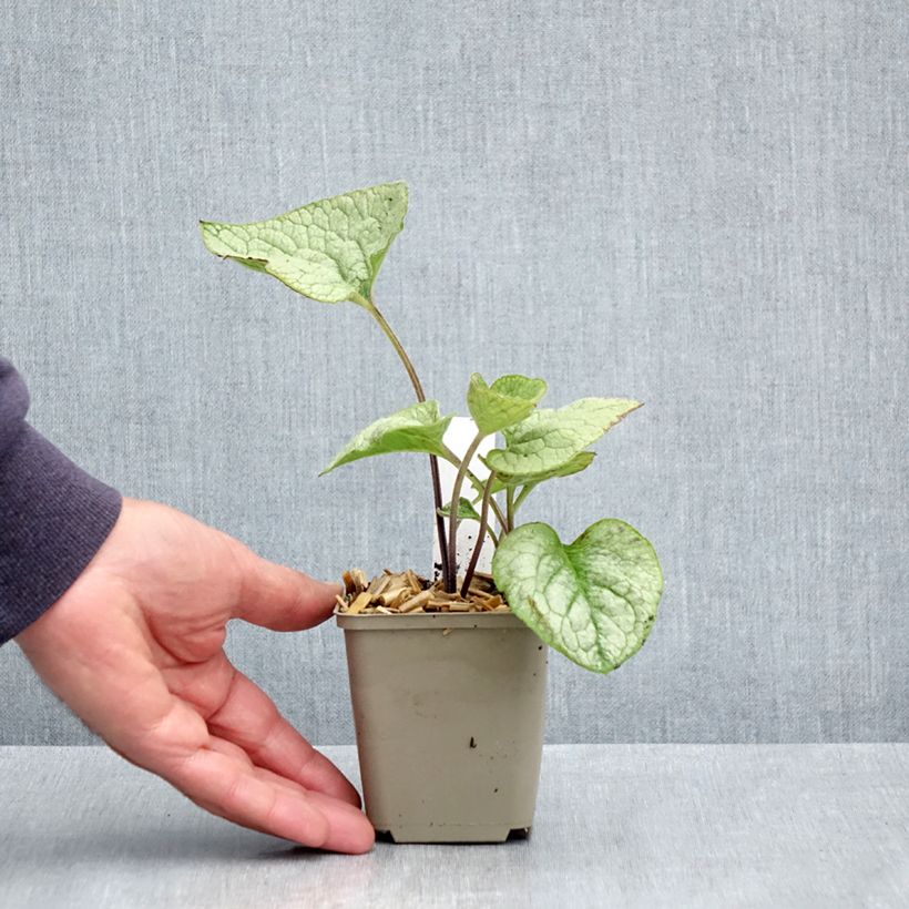 Example of Brunnera macrophylla Queen of Hearts - Myosotis du Caucase Godet de 8/9 cm as you get in printemps
