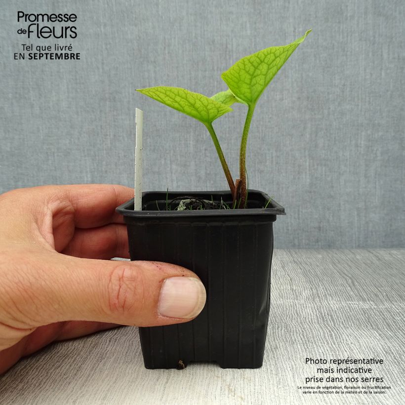 Spécimen de Brunnera sibirica - Brunnère de Sibérie Godet de 8/9 cm tel que livré en automne