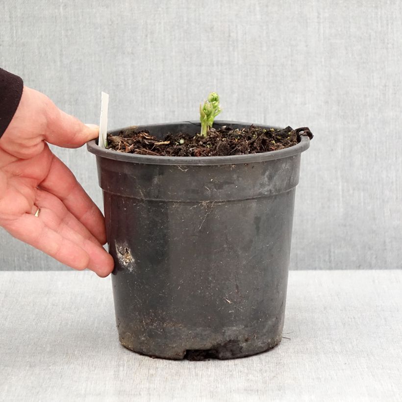 Example of Brunnera sibirica - Myosotis du Caucase Pot de 2L/3L as you get in printemps