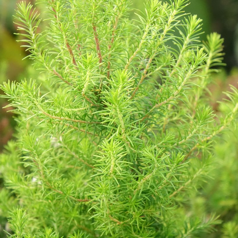 Bruyère arborescente Pink Joy - Erica arborea (Feuillage)