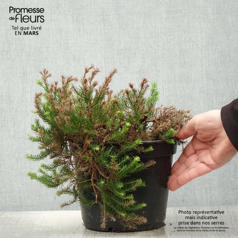 Example of Bruyère arbustive Limoncello - Erica nana Pot de 4L/5L as you get in printemps