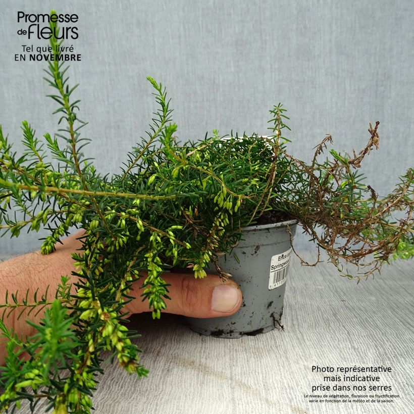 Spécimen de Bruyère des neiges Springwood White - Erica carnea Godet de 8/9 cm tel que livré en automne