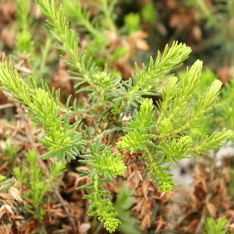 Bruyère cendrée - Erica cinerea f. alba (Foliage)