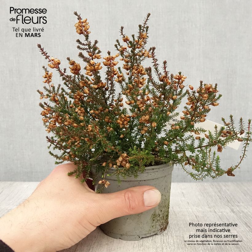 Example of Bruyère cendrée - Erica cinerea Pallas Pot de 12 cm / 13 cm as you get in printemps