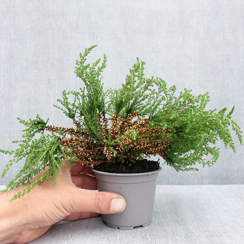 Example of Bruyère cendrée - Erica cinerea Pot de 10 cm/11cm as you get in printemps