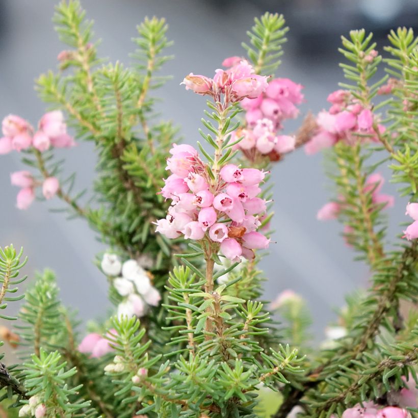 Bruyère d'automne - Erica williamsii Ken Wilson (Flowering)