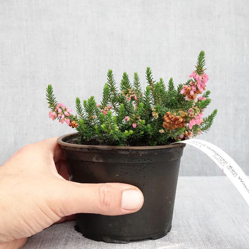 Spécimen de Bruyère d'automne - Erica williamsii Ken Wilson Pot de 10 cm/11cm tel que livré en automne