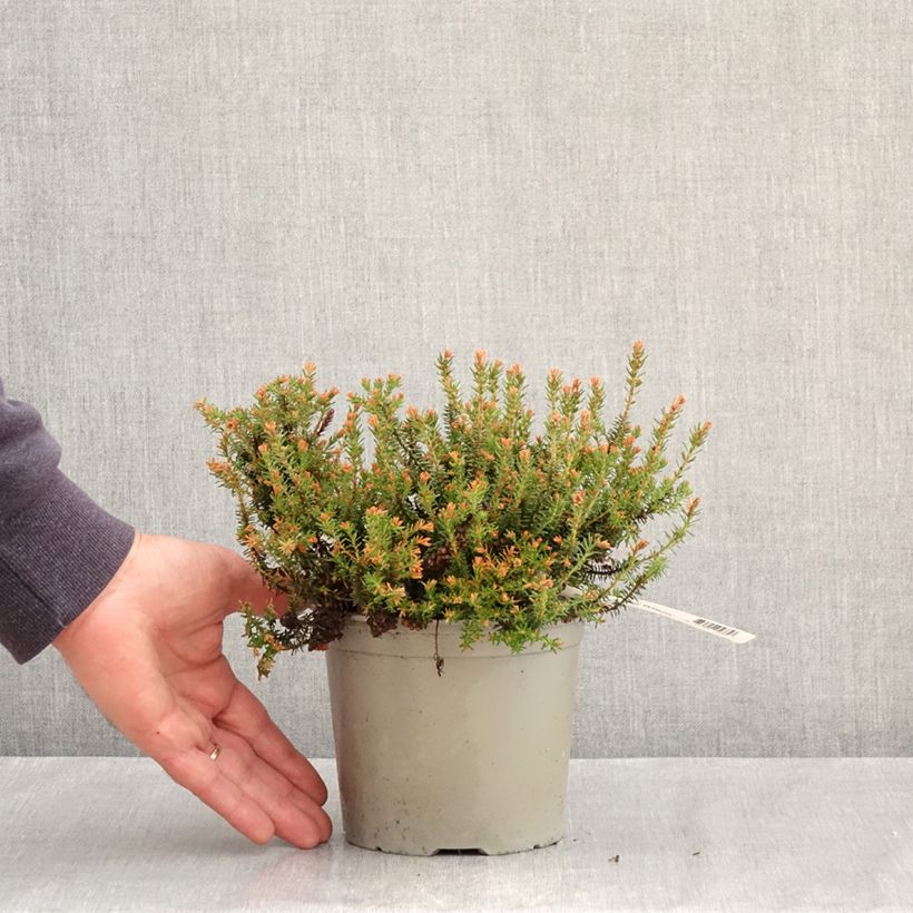 Example of Bruyère d'automne - Erica williamsii Ken Wilson Pot de 1,5L/2L as you get in printemps