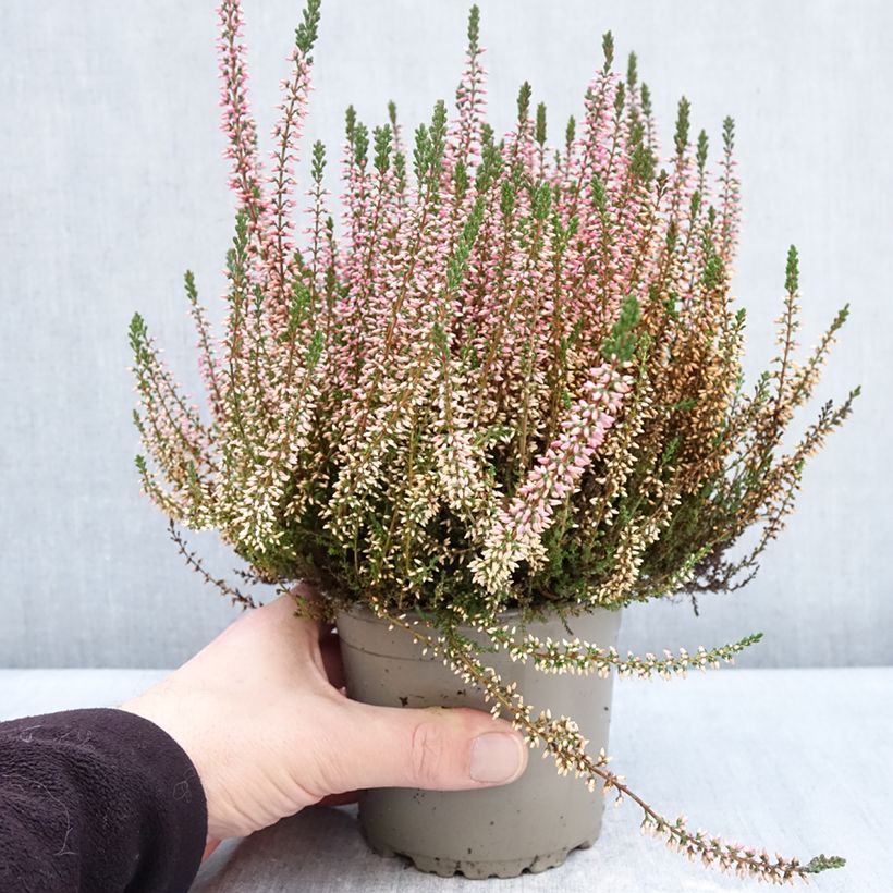 Example of Bruyère d'été - Calluna Garden Girls Angie Pot de 1L/1,5L as you get in hiver