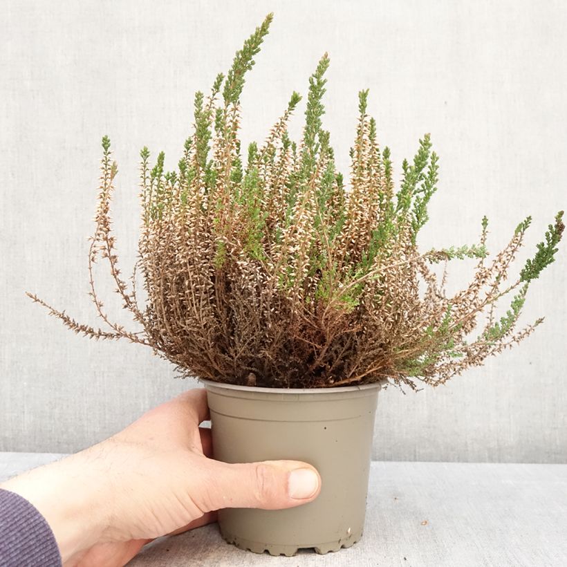 Spécimen de Bruyère d'été - Calluna Garden Girls Angie Pot de 1L/1,5L tel que livré au printemps