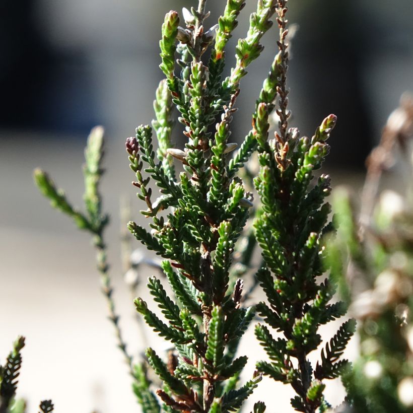 Bruyère d'été - Calluna Garden Girls Athene (Feuillage)