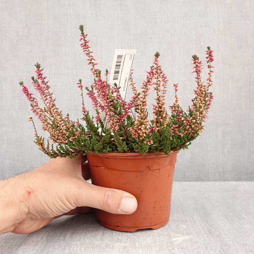 Spécimen de Bruyère d'été - Calluna Garden Girls Athene Pot de 1L/1,5L tel que livré en automne