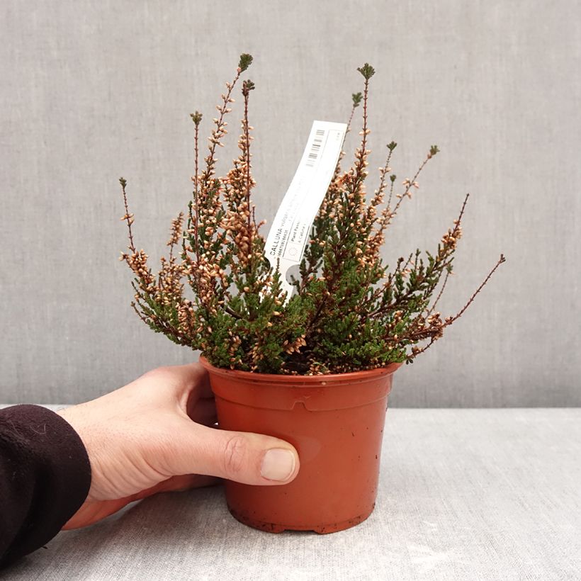 Example of Bruyère d'été - Calluna Garden Girls Athene Pot de 1L/1,5L as you get in hiver