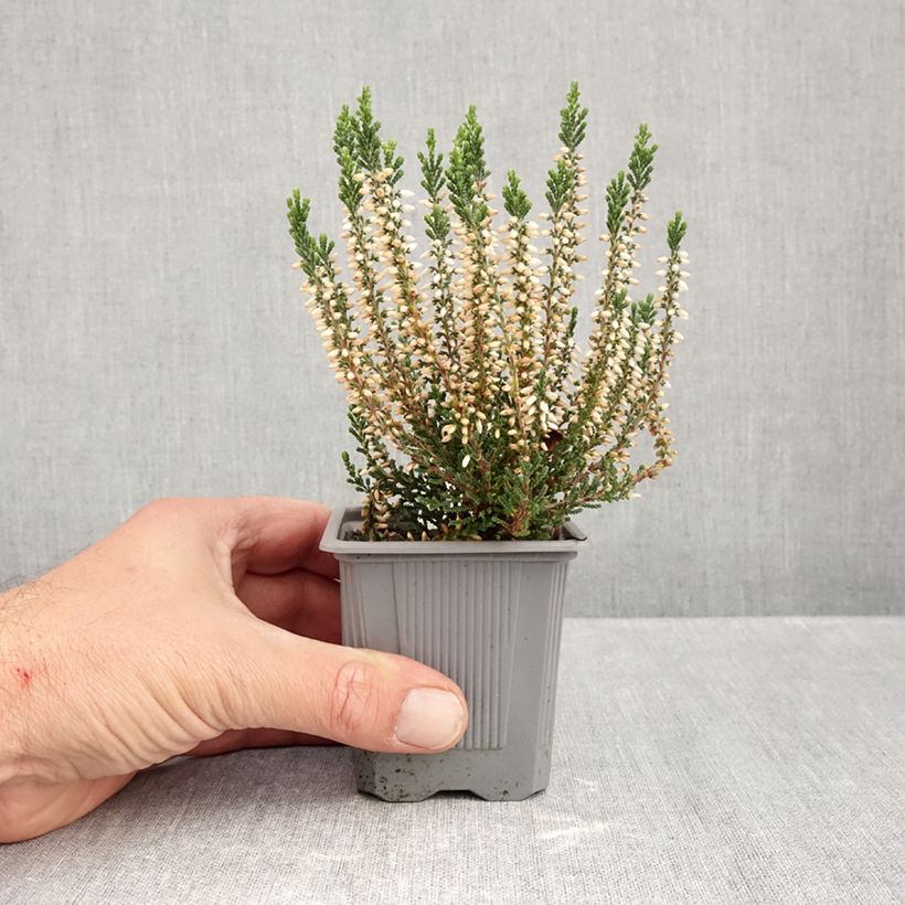 Spécimen de Bruyère d'été - Calluna Garden Girls Bettina Godet de 8/9 cm tel que livré en automne